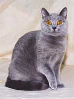 Cartujo (Chartreux)