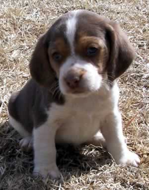 Beagle