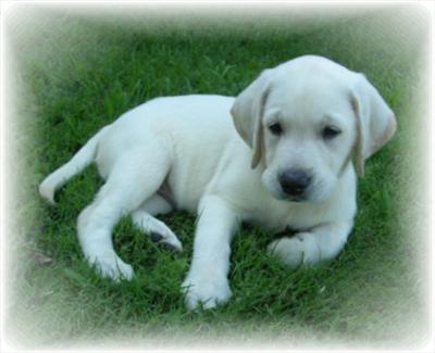 Labrador