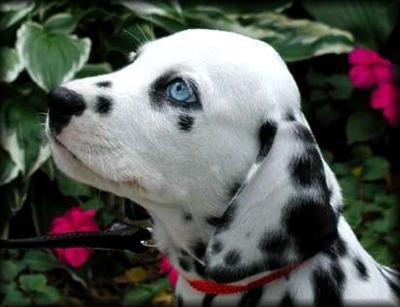 Dalmation