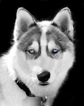 Husky