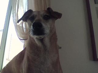 Mongrel