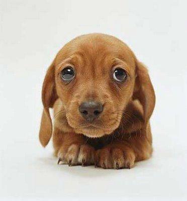 Sausage Dog