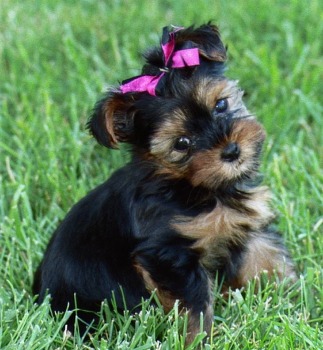 Yorkie