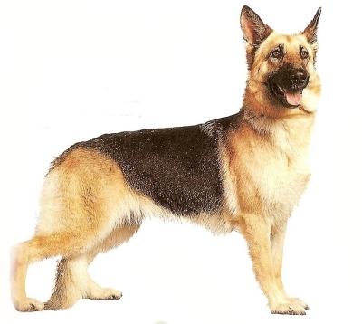 German Shephard