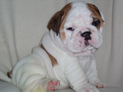 English Bull Dog