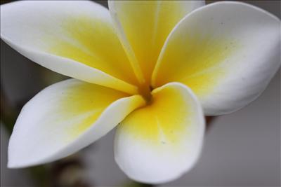 A flower