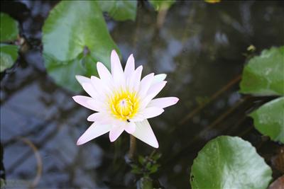 A blooming lotus