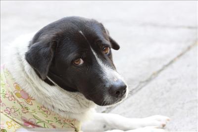 A dog