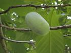 paw paw