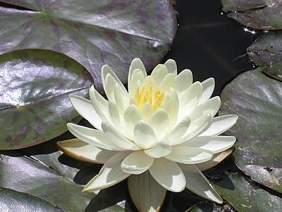 Lotus