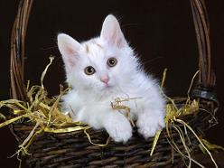 Kedi Yavrusu