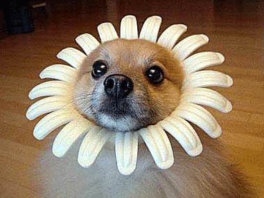 Puppy Daisy