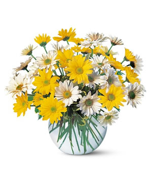 I adore you Daisy delivery