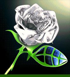 rosa bianca