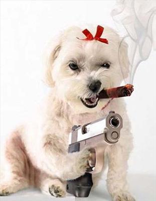 Pet