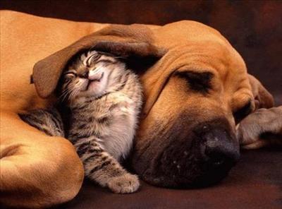 Calin