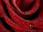 cool rose