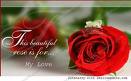 nice rose