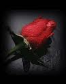 for your boy/girlfriend