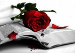 nice rose 2