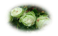 Les roses