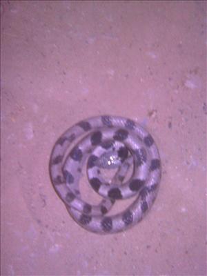 snake