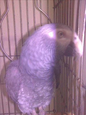 bird