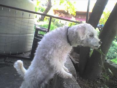 a dog