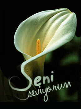 Seni Seviyorum 6