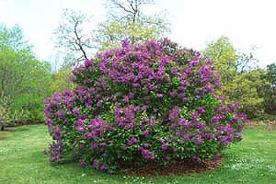 bush