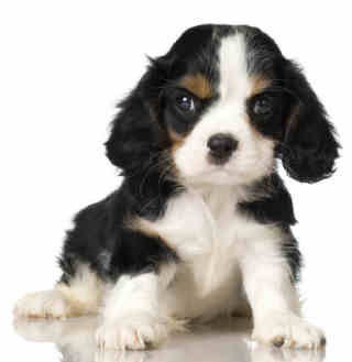 puppy