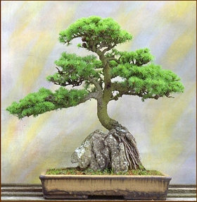 bonsai tree