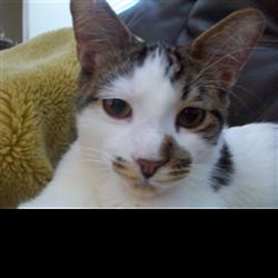 A Cat
