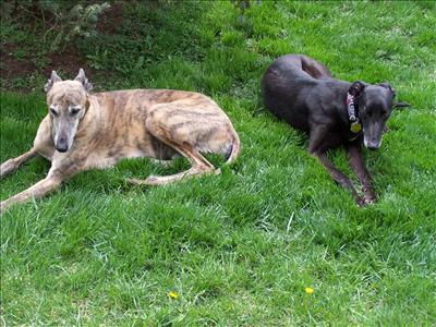 Lay in the grass with a friend.