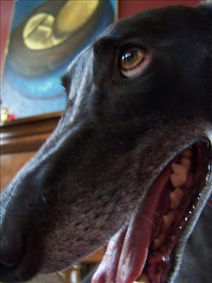 Doggy breath to keep you warm.