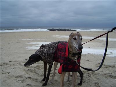 Enjoy the NJ Shore...in Winter.