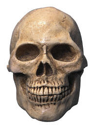 Skull 