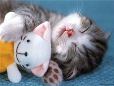 Too cute kitten