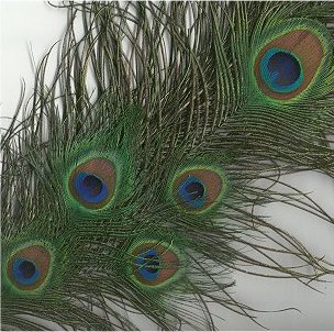 Peacock Feathers