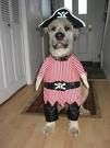 Pirate Pooch