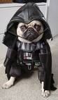 Darth Vader Pooch