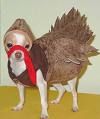 Turkey Pooch
