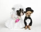 Wedding Pooch's