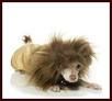 Lion Pooch
