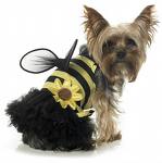 BumbleBee Pooch