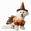 Halloween Pooch
