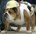 Construction worker Pooch