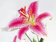Lily Flower