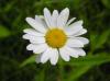 White Daisie